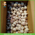 Fresh Style New Crop Fresh Garlic Purple Garlic 4.5 cm up